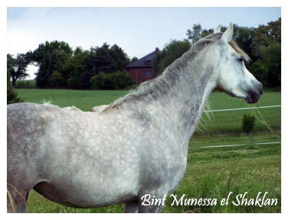 Bint Munessa el Shaklan
