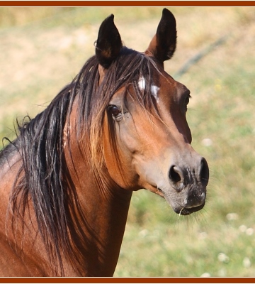Sonnenhof ARABER