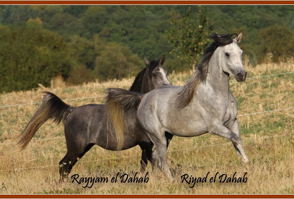 Rayyam & Riyad el Dahab